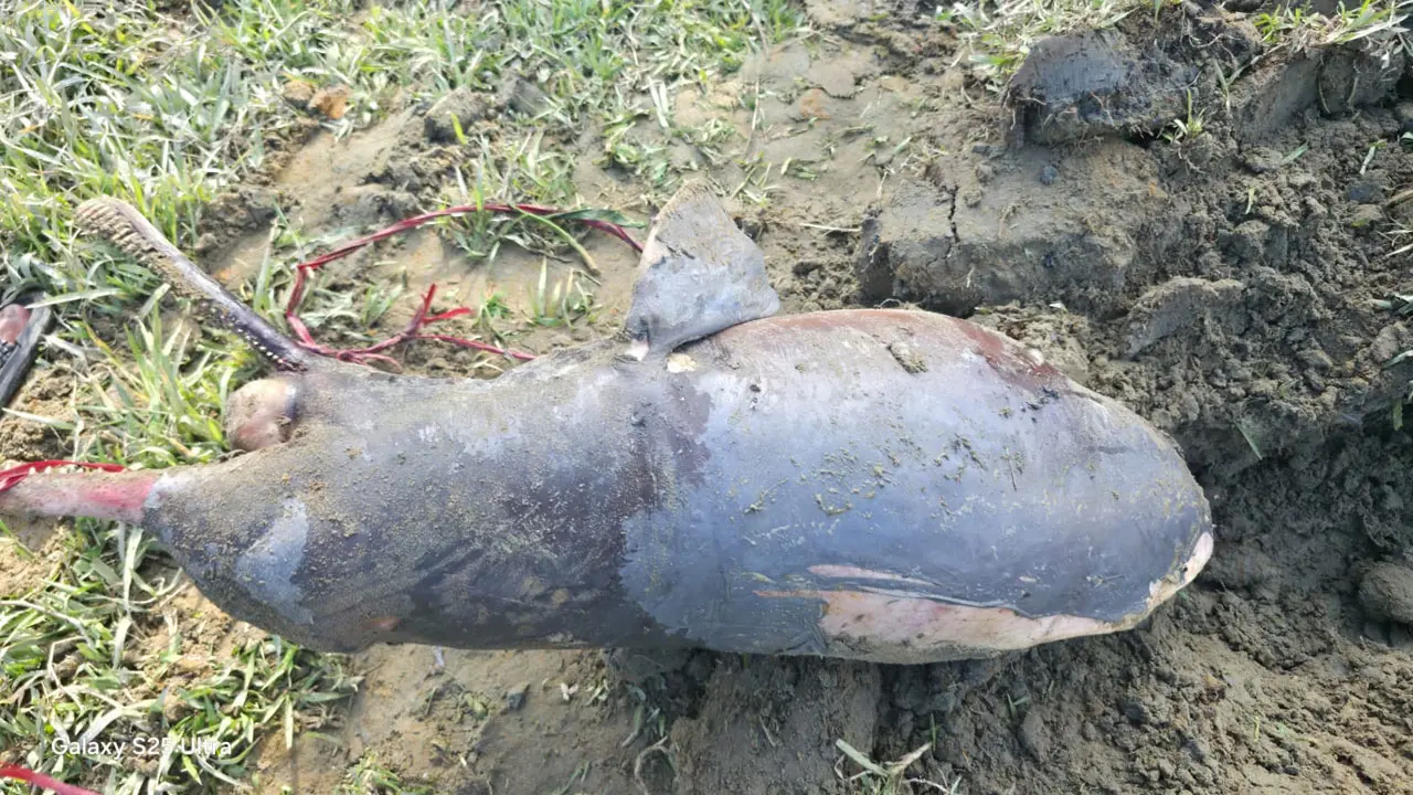 চট্টগ্রামের হালদা নদীতে বাচ্চা শুশুকের মৃতদেহ উদ্ধার