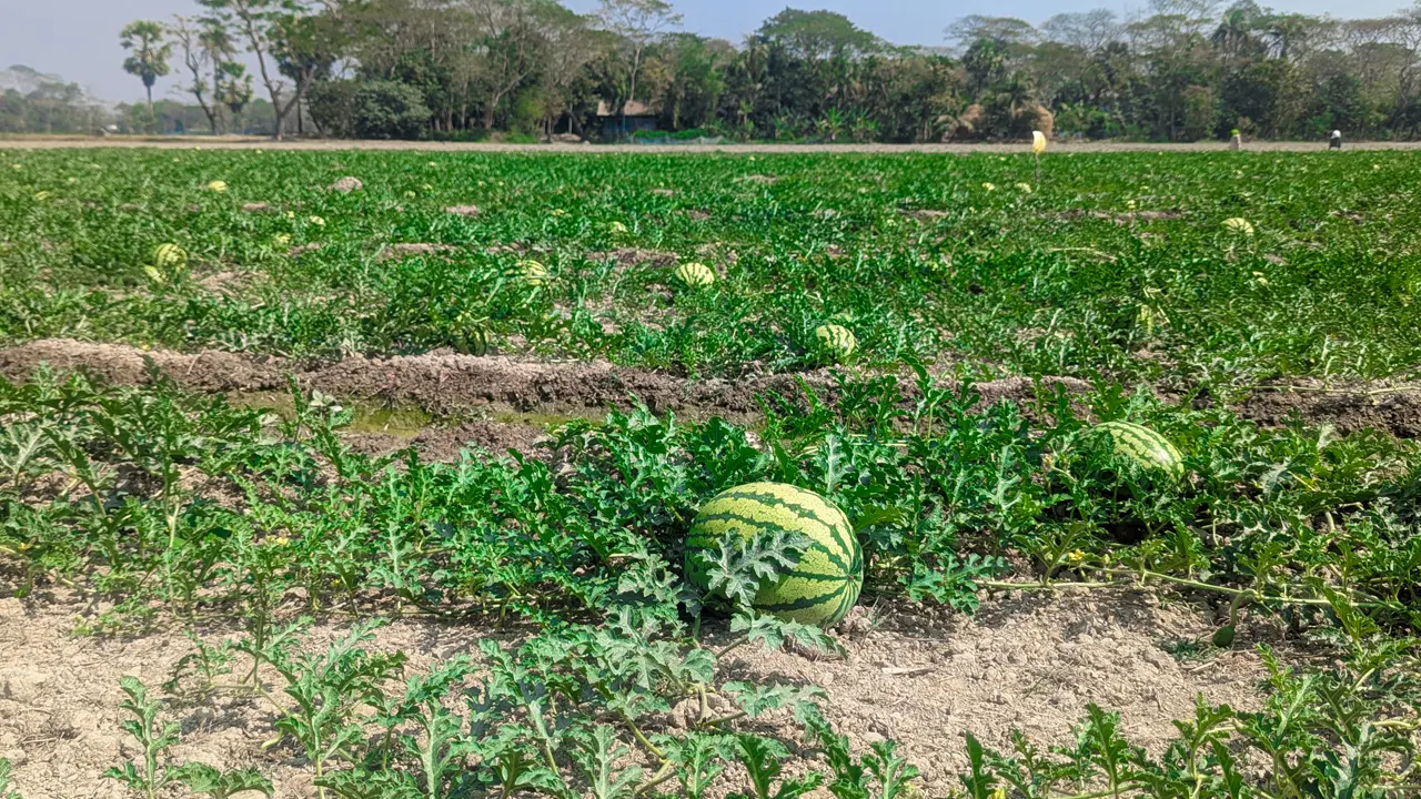 পটুয়াখালী থেকে বিক্রি হবে ২০০ কোটি টাকার তরমুজ