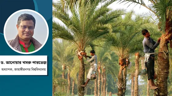 খেজুরের কাঁচা রস খেলে কি নিপাহ ভাইরাস সংক্রমণের ঝুঁকি বাড়ে?