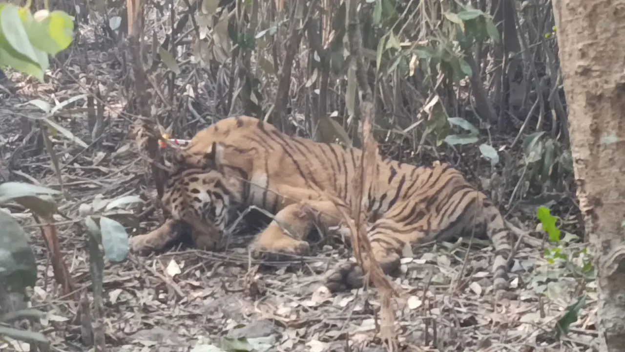 সুন্দরবনে ফাঁদে আটকা বাঘ, অজ্ঞান করে উদ্ধার