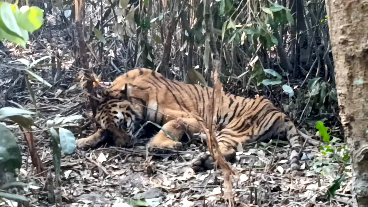 সুন্দরবনে উদ্ধার বাঘের খুলনায় চিকিৎসা শুরু