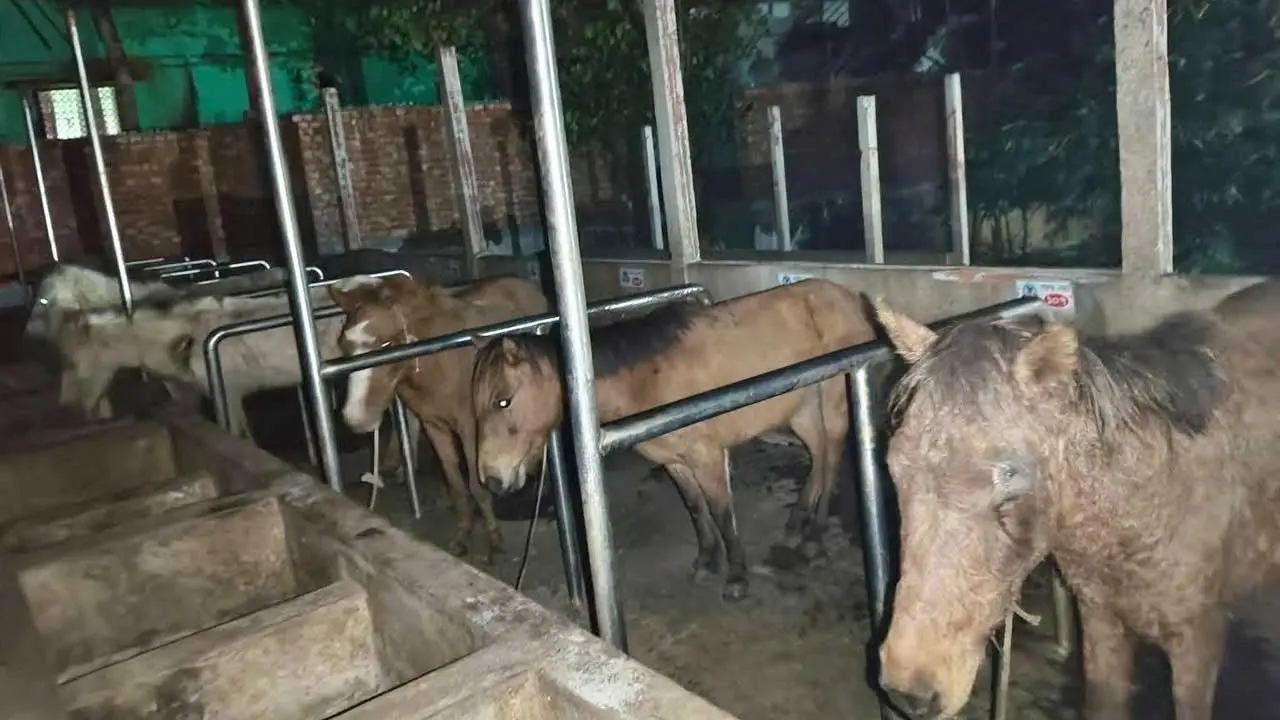 খামারে জবাই হতো ঘোড়া, মাংসসহ ১১টি জীবিত উদ্ধার