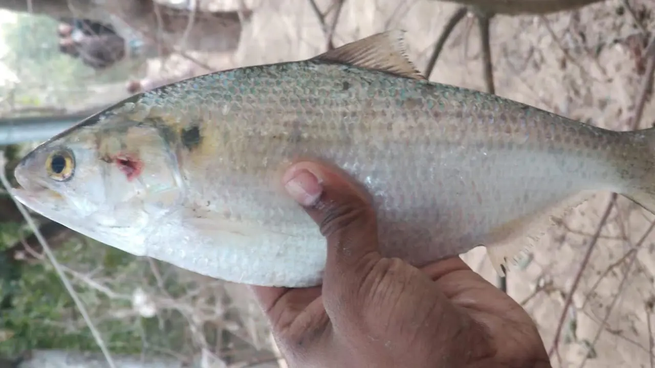 নোয়াখালীতে পুকুরে মিলল রুপালি ইলিশ