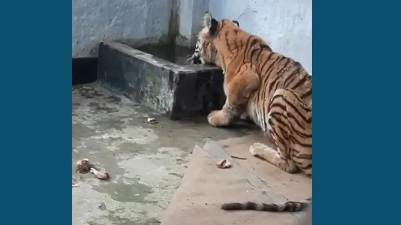 অবশেষে মুখে খাবার তুলছে সুন্দরবন থেকে উদ্ধার বাঘটি