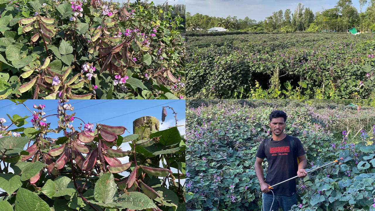 বাম্পার ফলনেও ন্যায্য মূল্য নেই সবজির, দুশ্চিন্তায় সুবর্ণচরের কৃষকরা