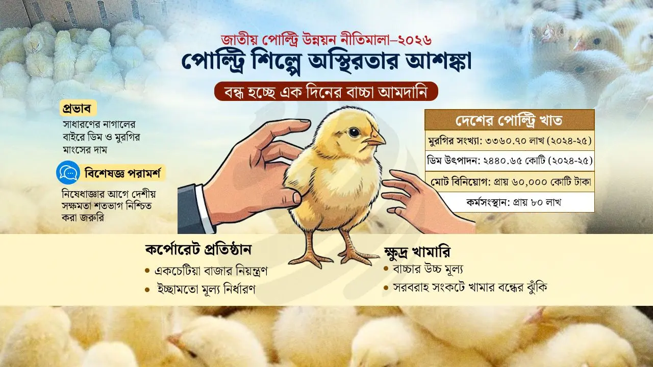ফের সিন্ডিকেট আতঙ্ক: সক্ষমতা ছাড়াই মুরগির বাচ্চা আমদানি বন্ধের সিদ্ধান্ত
