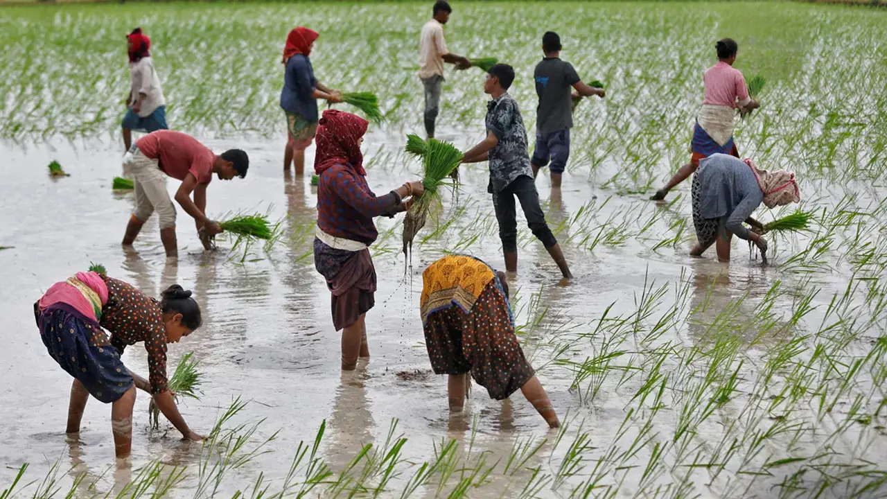 ভারতে এক দশকের মধ্যে ভয়াবহ পরিস্থিতি, দুশ্চিন্তায় কৃষকরা