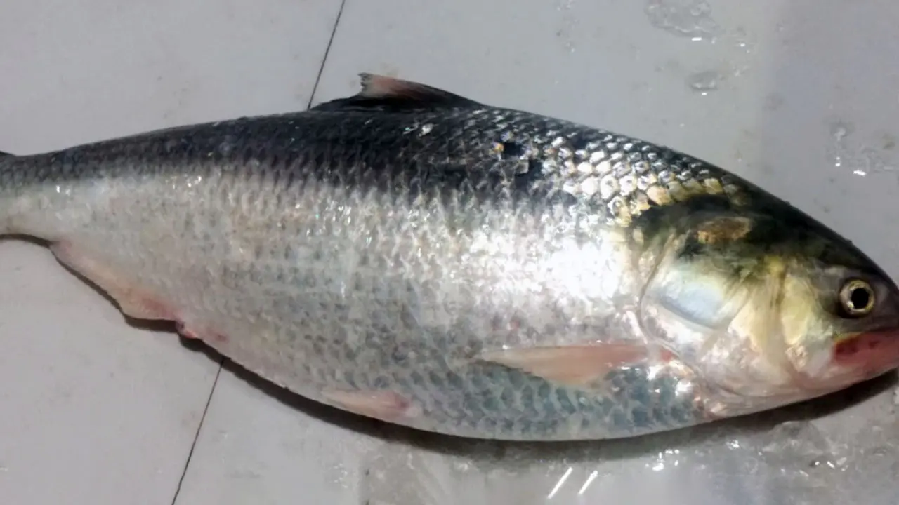 মেঘনার এক ইলিশ বিক্রি হলো ৯ হাজার টাকায়