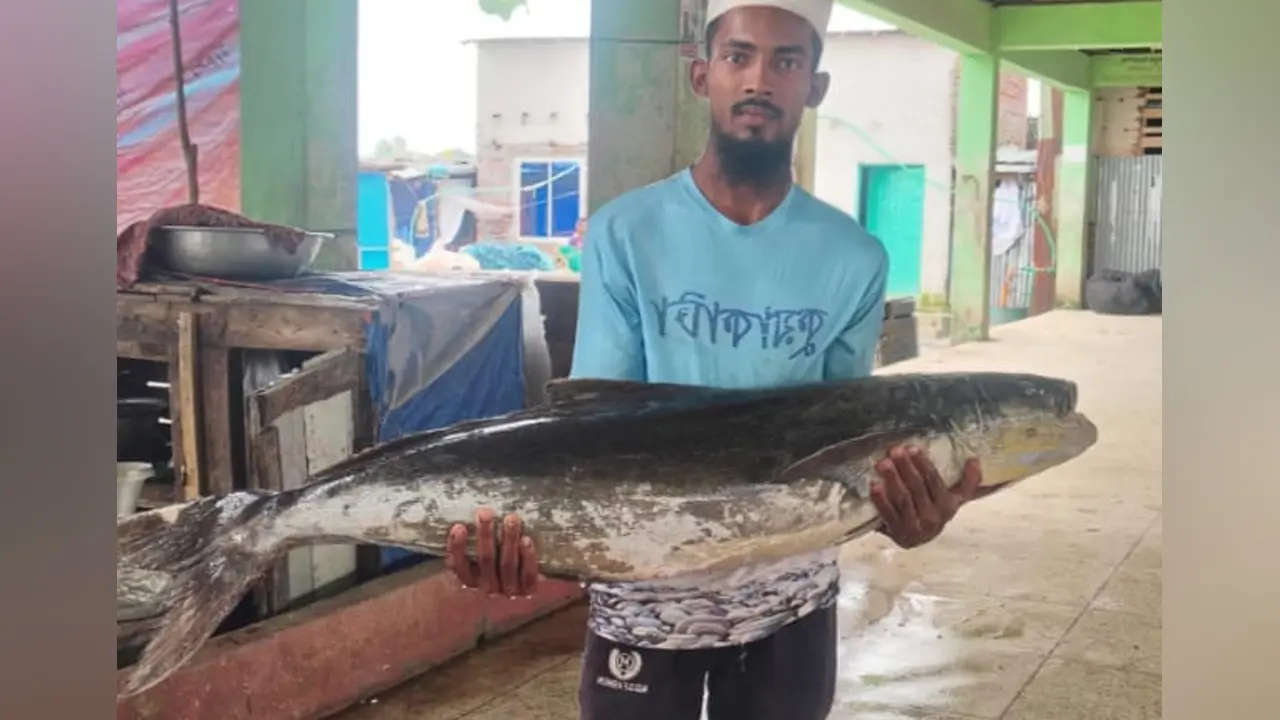 কুয়াকাটায় ধরা পড়ল বিশাল আকৃতির সামুদ্রিক শোল