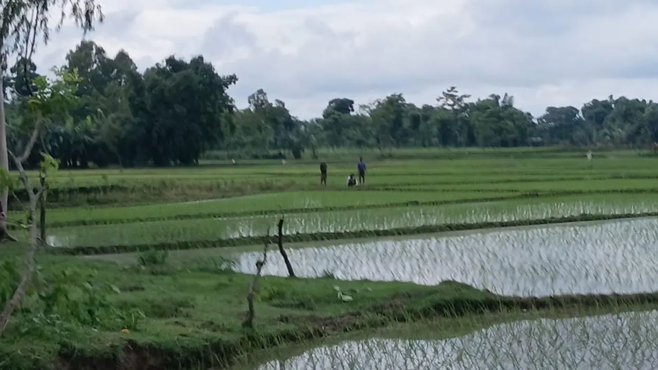পাটগ্রাম সীমান্তে বিএসএফের খুঁটি স্থাপনের চেষ্টা, রুখে দিল বিজিবি