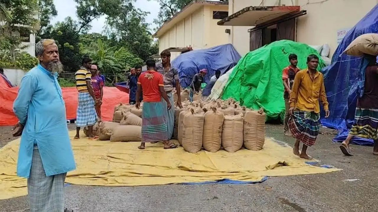 লক্ষ্মীপুরে ঘরে ঘরে পচছে বোরো ধান, সরকারি সংগ্রহ চাহিদার তুলনায় নগণ্য