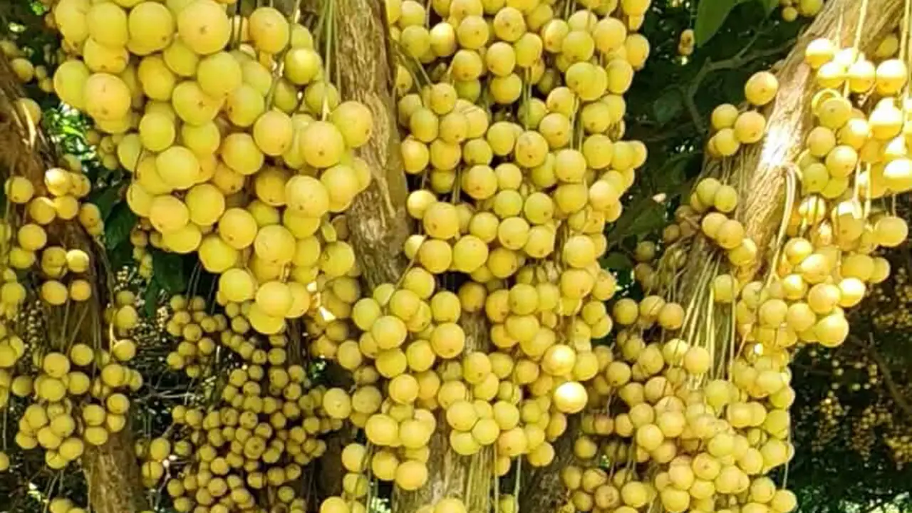 ডাল থেকে গোড়া পর্যন্ত শুধুই লটকন