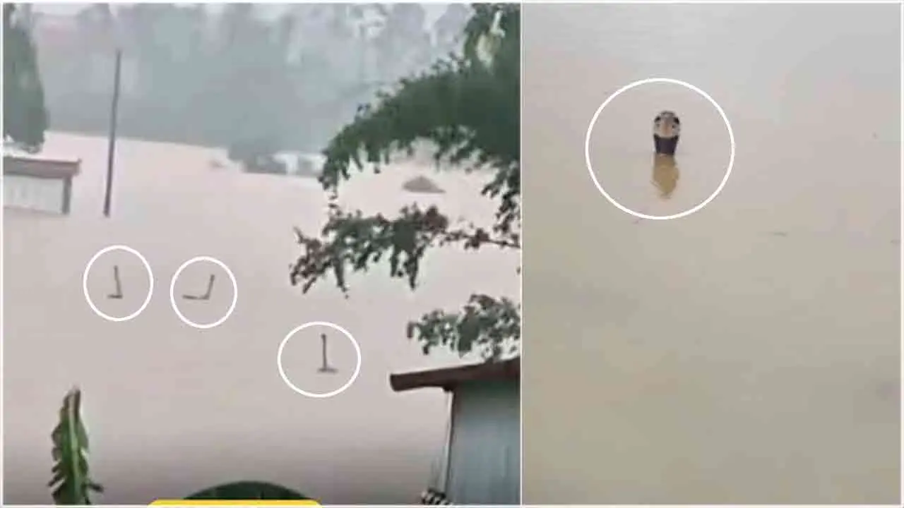 ভিডিও: বন্যায় খামার থেকে পালাল ৯০০ সাপ, বেড়াচ্ছে ভেসে