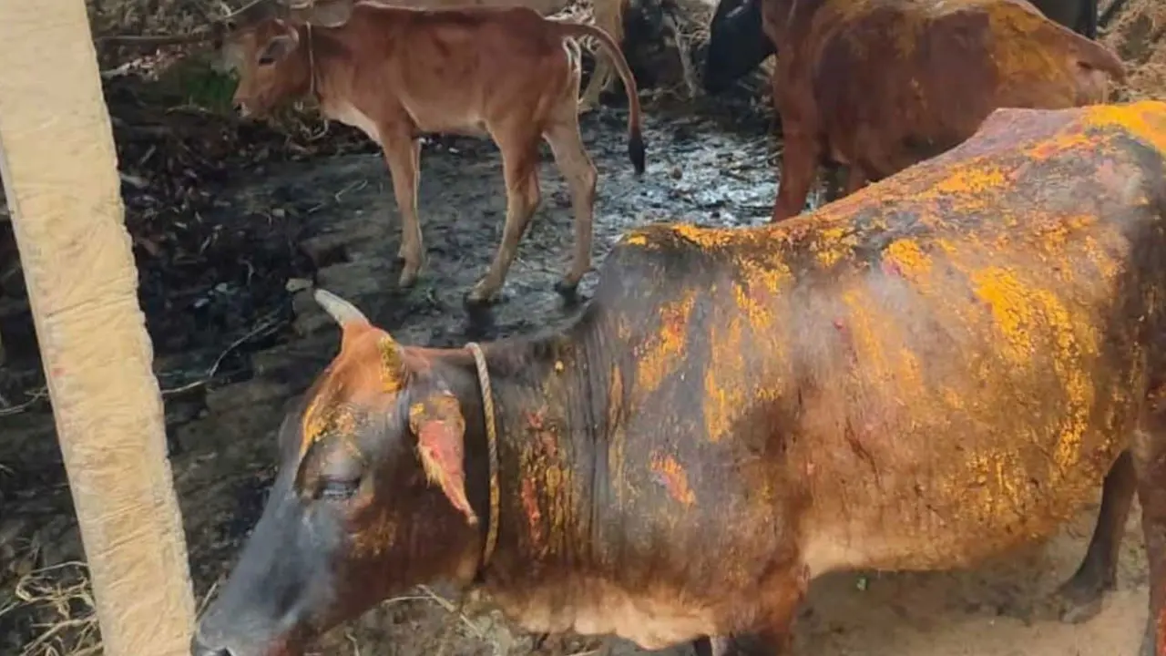 চট্টগ্রামে গোয়ালঘরে দুর্বৃত্তের আগুনে গরুর মৃত্যু, দগ্ধ আরও ৬টি