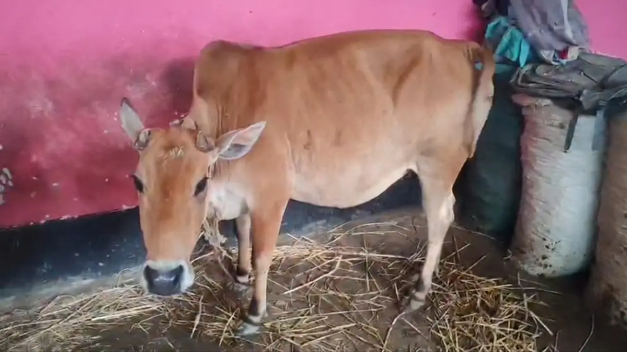 সুদের টাকার জন্য বিধবার গাভী নিয়ে গেলেন দাদন ব্যবসায়ী