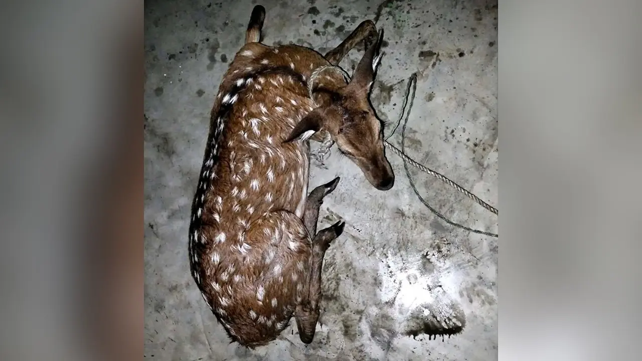 ভোলায় লোকালয় থেকে চিত্রা হরিণ উদ্ধার