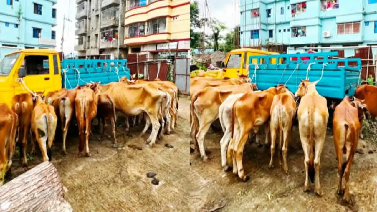 মিরসরাই সীমান্তে ১৯ ভারতীয় গরুসহ আটক ৪ চোরাকারবারি