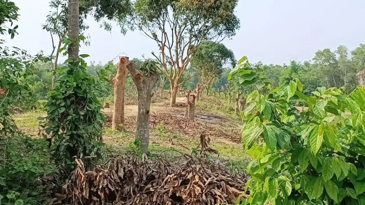 ফটিকছড়িতে ভরা মৌসুমে ২ শতাধিক ফলদ গাছ কাটার অভিযোগ