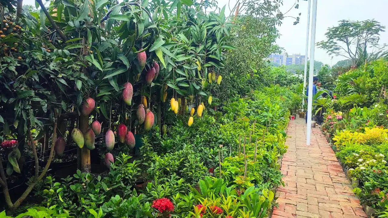 ছাদবাগানের চাহিদায় বদলাচ্ছে গাছের বাজার