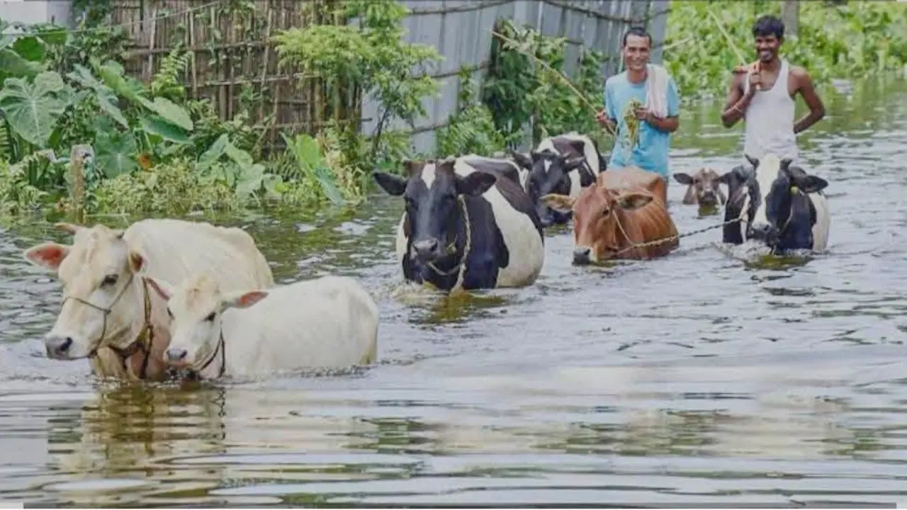 বন্যায় গোখাদ্য সংকট, গবাদিপশুর মৃত্যু নিয়ে বিপাকে খামারিরা