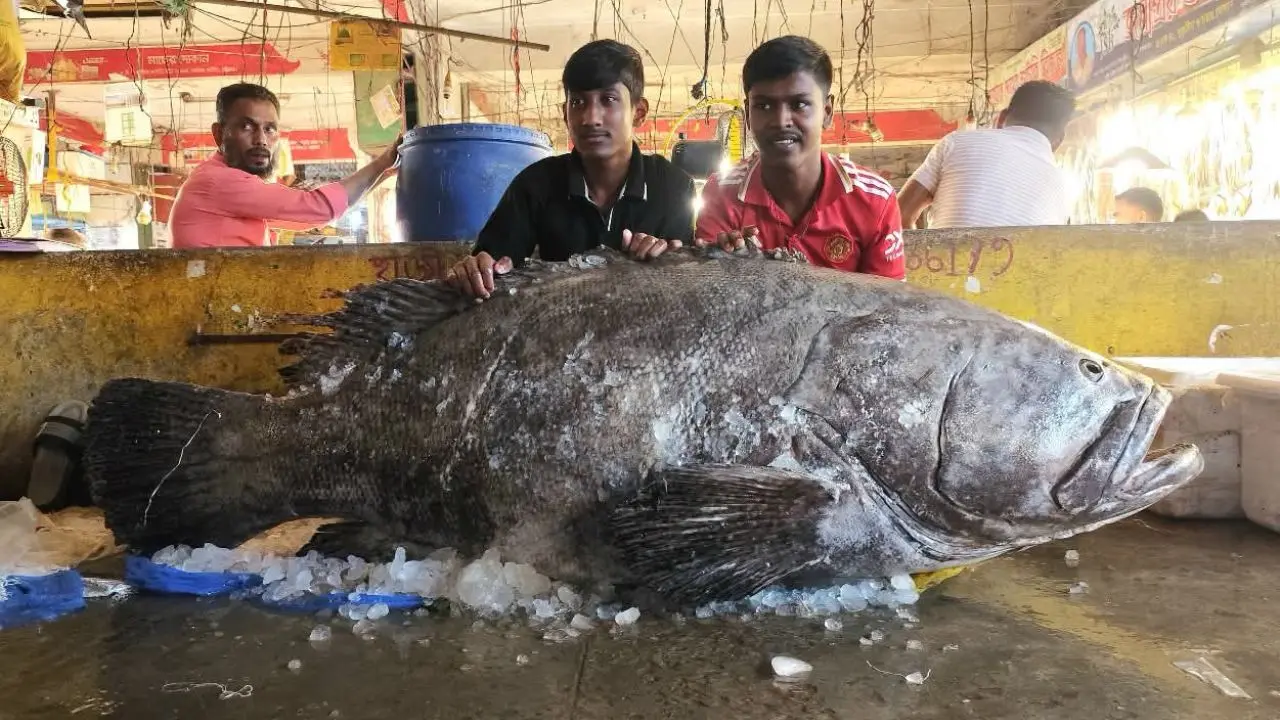 চট্টগ্রামের বাজারে ১৫৫ কেজির কোরাল, একনজর দেখতে ভিড়