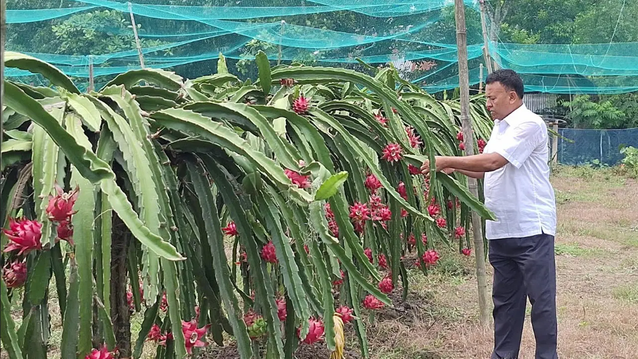 ড্রাগন চাষ করে সাড়া ফেলেছেন শিক্ষক উজ্জ্বল, বছরে আয় ৩০ লাখ টাকা