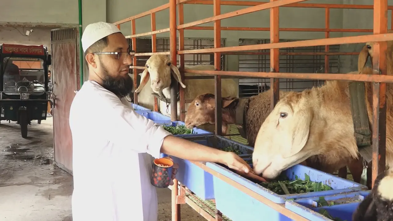 ২ দুম্বা থেকে এখন ১৫, কুষ্টিয়ায় মরুর প্রাণীতে রাকিবুলের লাখ টাকার স্বপ্ন