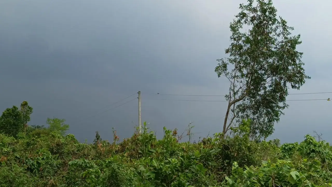 পল্লী বিদ্যুতের অবৈধ সংযোগে বিপন্ন গারো পাহাড়ের বন্যপ্রাণী