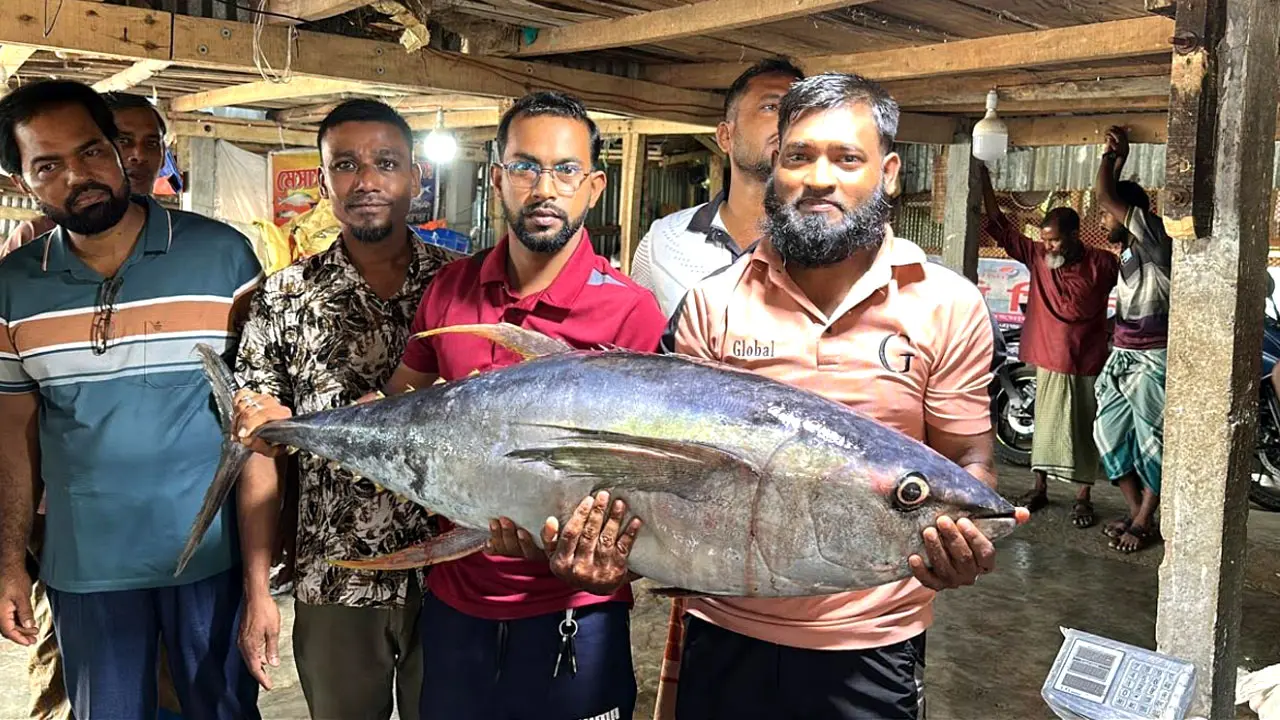 ২৯ কেজির ইয়েলোফিন টুনা ঘিরে কুয়াকাটায় ভিড়, বিক্রি ৪০ হাজার টাকায়