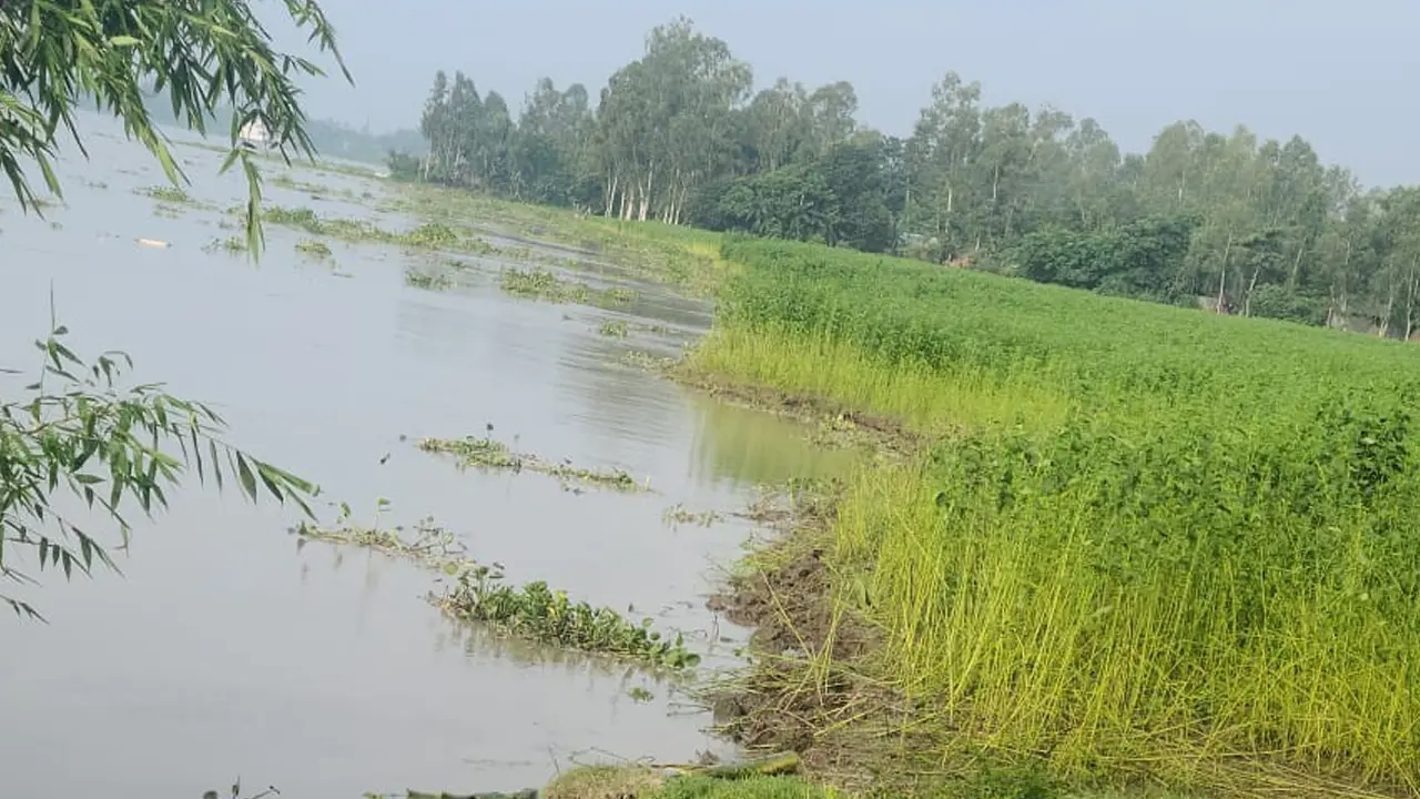 তিস্তার পানি বৃদ্ধিতে নিম্নাঞ্চলের প্রায় ৯০০ বিঘা ফসলের জমি আক্রান্ত