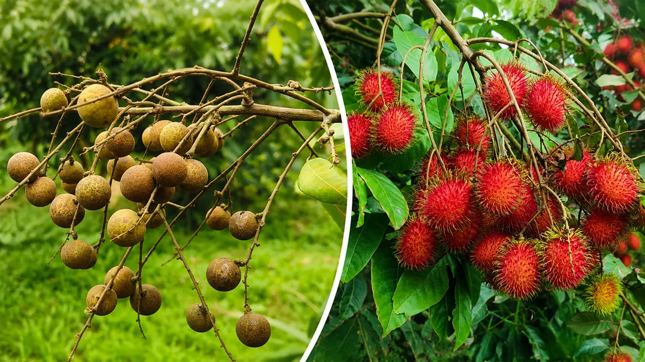 ভালুকার লাল মাটিতে বিদেশি ফলের চাষ, নজর কাড়ছে রাম্বুটান ও কাঠলিচু