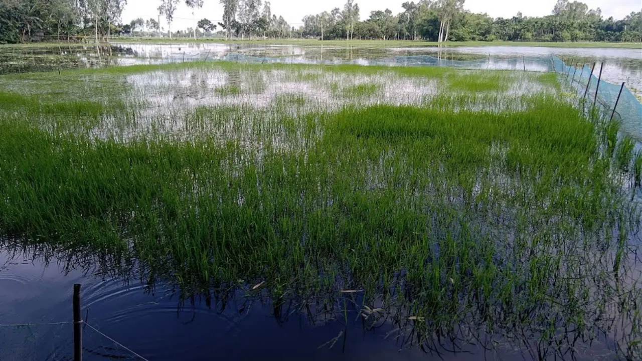গাইবান্ধায় অতিবৃষ্টি ও উজানের ঢলে নষ্ট ১২৫ হেক্টর জমির ক্ষেত