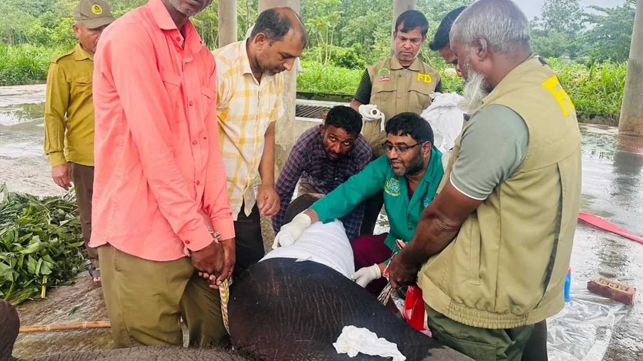 সাফারি পার্কে সঙ্গীর আক্রমণে ভেঙে গেছে হাতির পা, চিকিৎসায় থাই বিশেষজ্ঞ