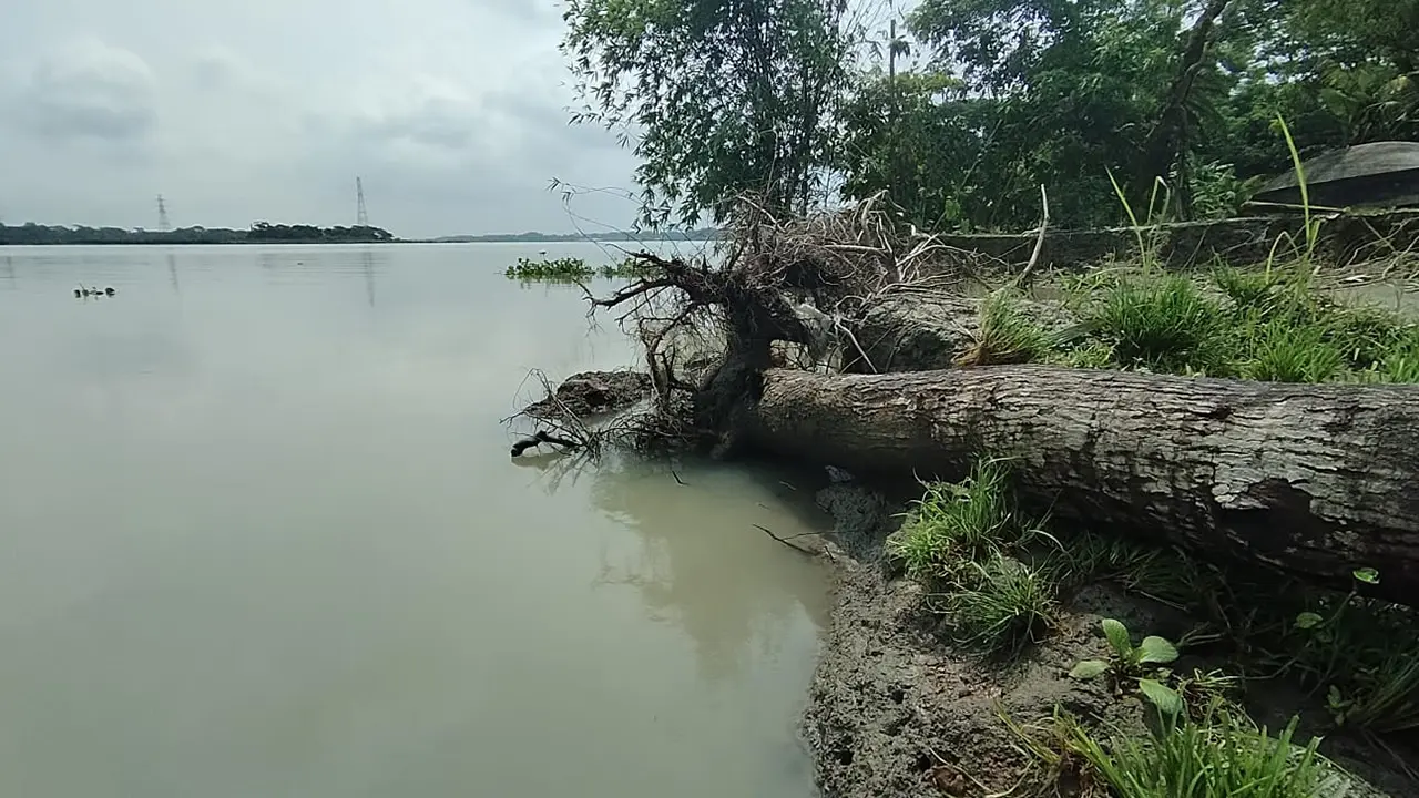 ঝালকাঠিতে সুগন্ধার ভাঙনে ভিটেমাটি হারিয়ে নিঃস্ব নদীপারের মানুষ