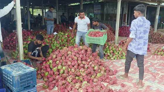 ড্রাগন ফলের ‘রাজধানী’ গৌরীনাথপুর, প্রতিদিন কোটি টাকার বেচাকেনা