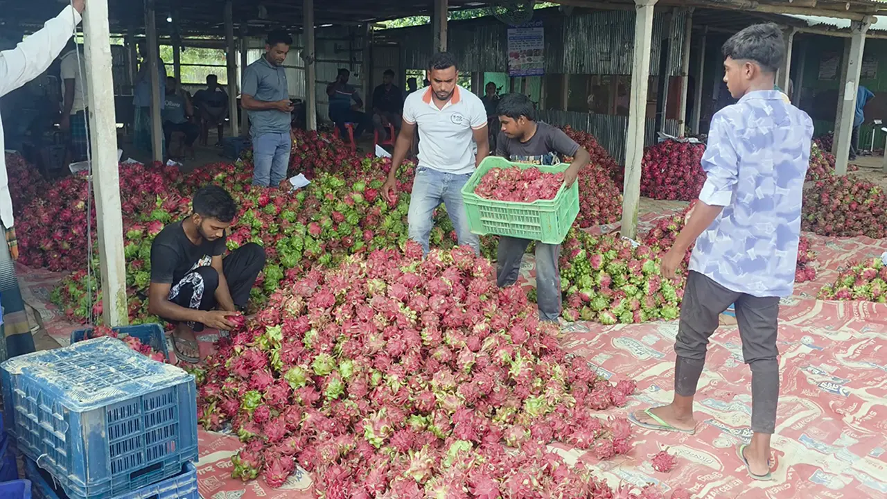 ড্রাগন ফলের ‘রাজধানী’ গৌরীনাথপুর, প্রতিদিন কোটি টাকার বেচাকেনা
