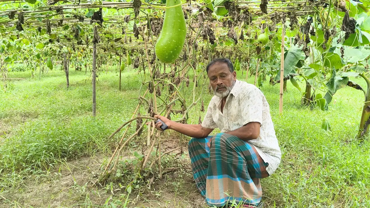 ৩৩ শতক জমির লাউক্ষেত কেটে দিল দুর্বৃত্তরা, দিশেহারা কৃষক