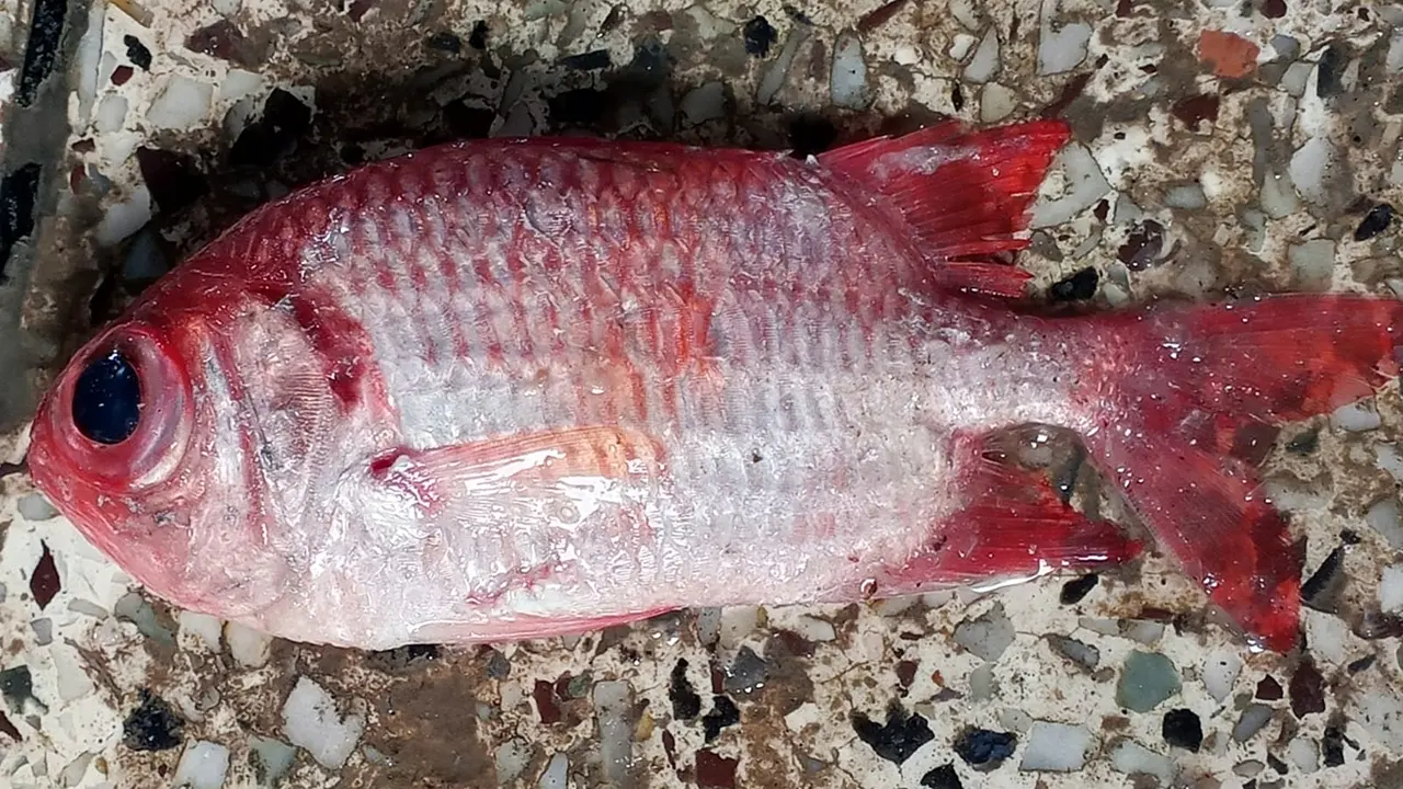 কুয়াকাটায় ধরা পড়ল আকর্ষণীয় ‘সোলজারফিশ’