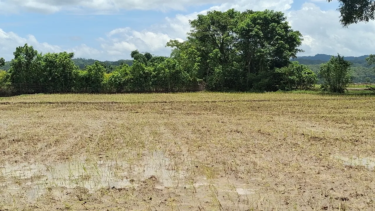 বন্যার ক্ষতচিহ্ন স্পষ্ট, খাগড়াছড়িতে কৃষিতে ১১ কোটি টাকার ক্ষতি
