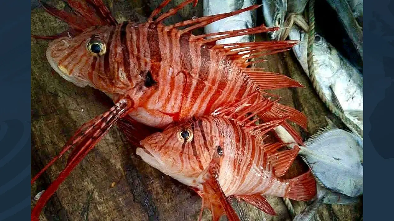 কুয়াকাটায় জেলের জালে ধরা পড়লো বিষাক্ত ‘লায়নফিশ’