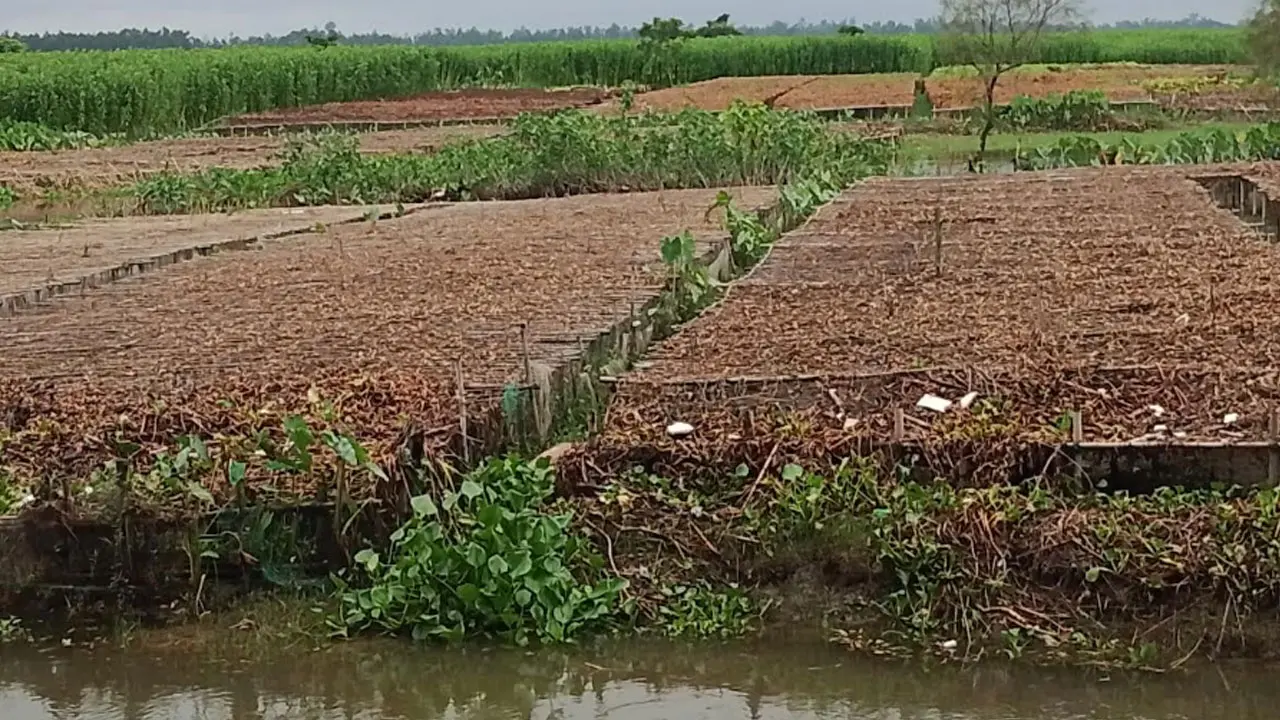 কুড়িগ্রামে ভারী বৃষ্টি ও বন্যায় ৩১৪ কোটি টাকার ফসলের ক্ষতি