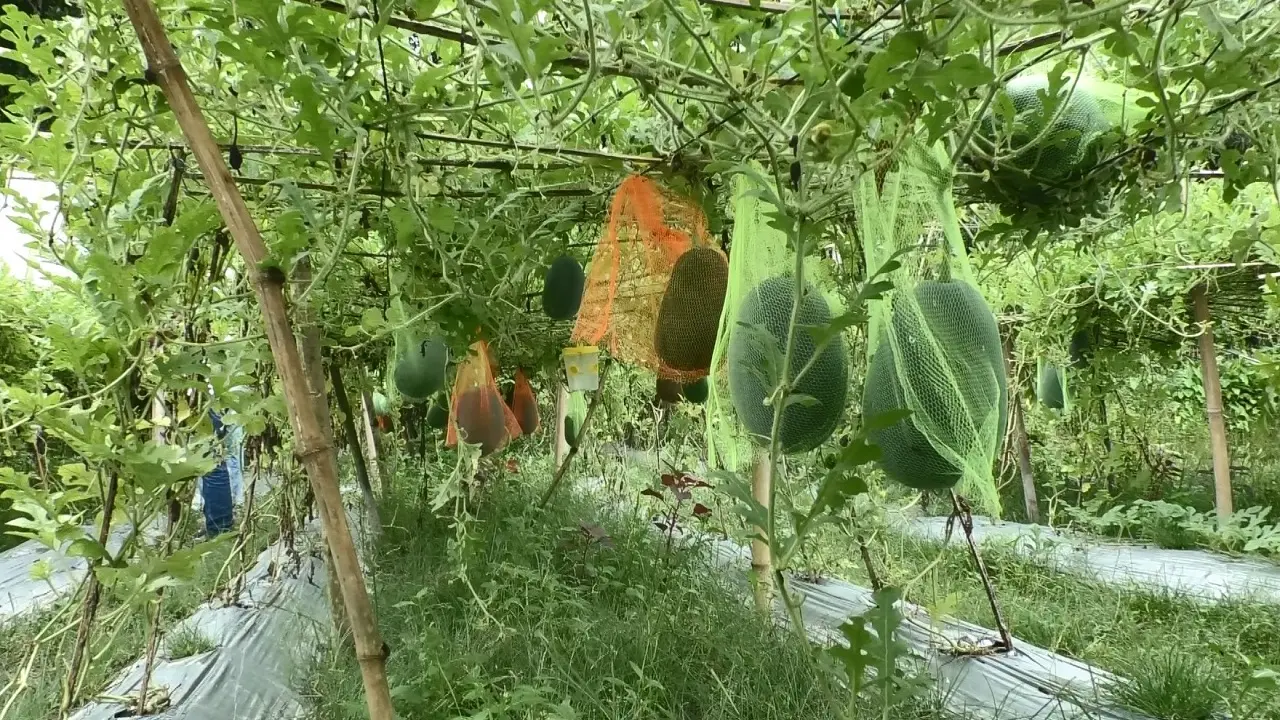 অতিরিক্ত তাপ-বৃষ্টিতেও বারোমাসি তরমুজে সফল কুড়িগ্রামের কৃষক