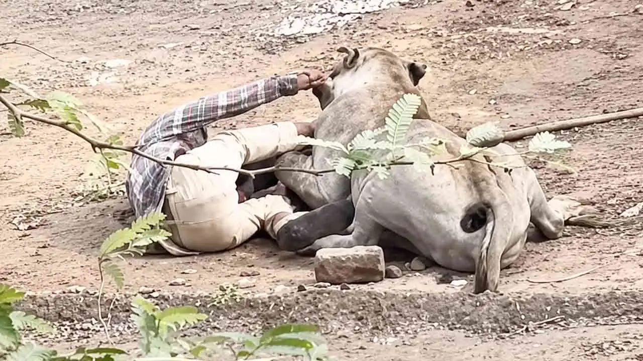 ভিডিও: সিংহের মুখে রাখাল, পরে রোমাঞ্চকর উদ্ধার