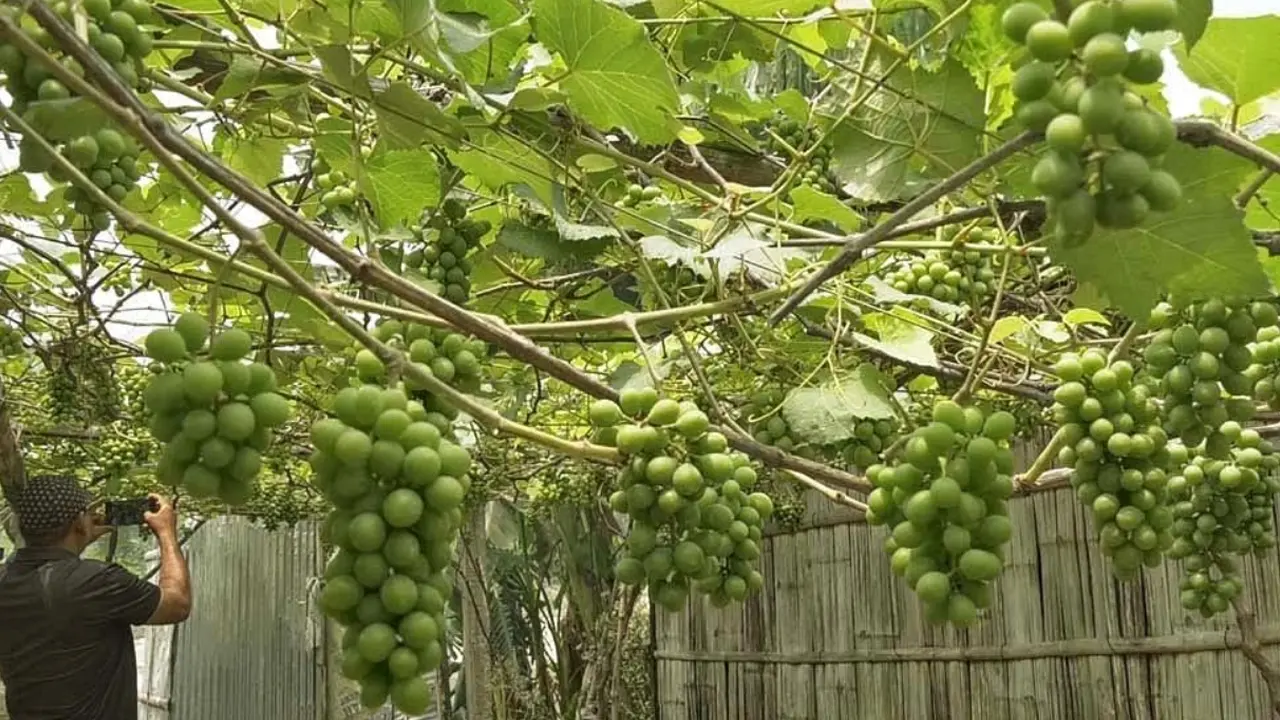 একটি চারা বদলে দিল জীবন, উঠানে ঝুলছে লাখ টাকার আঙুর