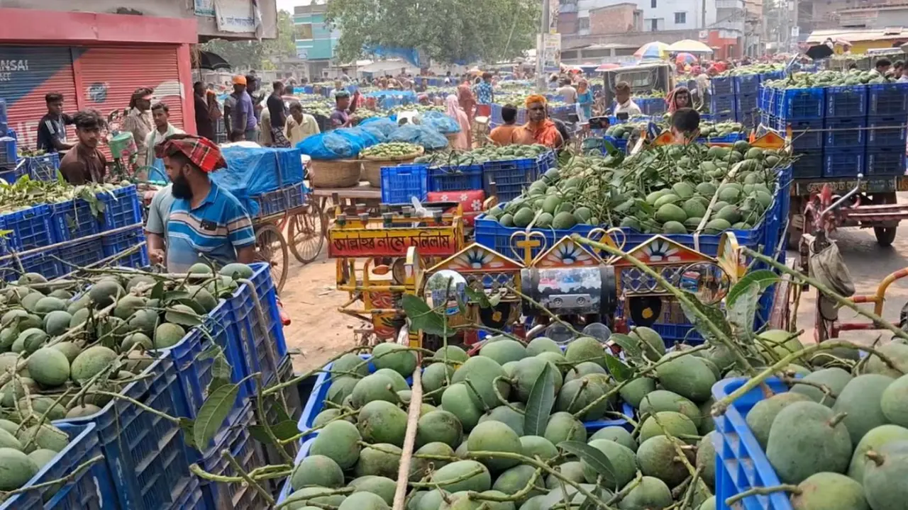 চাঁপাইনবাবগঞ্জে ২ হাজার কোটি টাকার বেশি আম বাণিজ্যের সম্ভাবনা