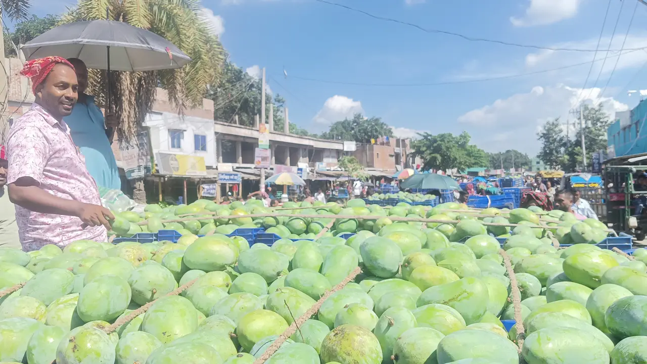 আম্রপালির মণ ৩৫’শ টাকা, বেড়েছে ফজলি-বারি আমের দামও