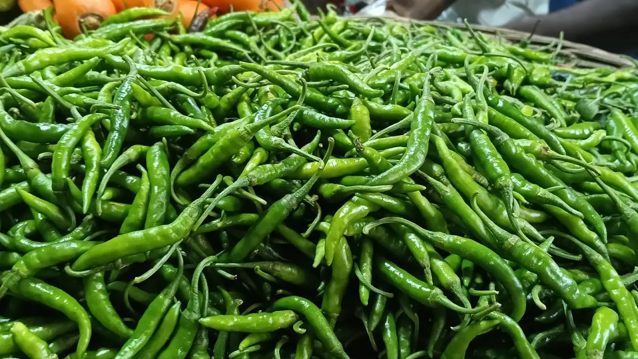 কাঁচা মরিচের ঝাঁজে পুড়ছে মানিকগঞ্জের বাজার, কেজি ৪০০ টাকা