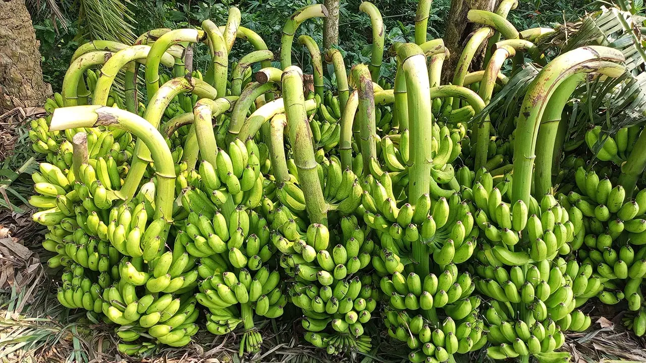 ঐতিহ্যবাহী মেহেরসাগর কলা এখন দেশজুড়ে, বাড়ছে চাহিদা ও বাণিজ্য