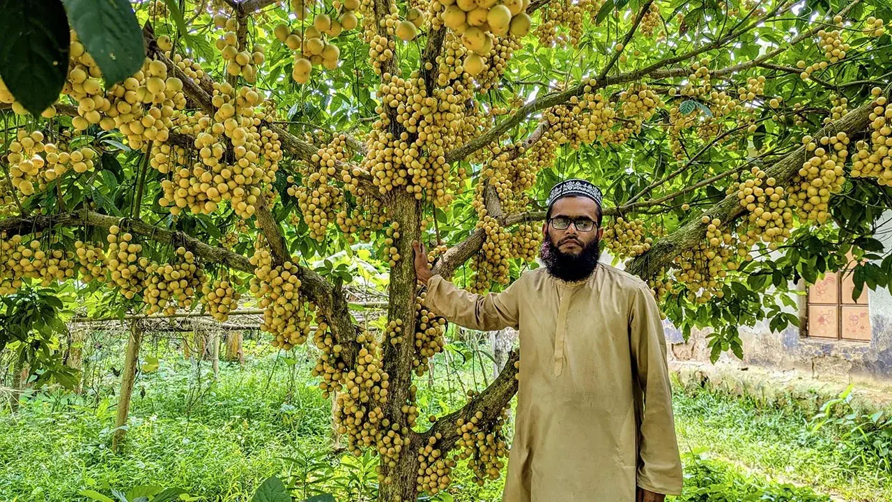 ‘নয়নপুরী লটকন’ চাষে বদলে গেছে রোকনউদ্দিনের জীবন