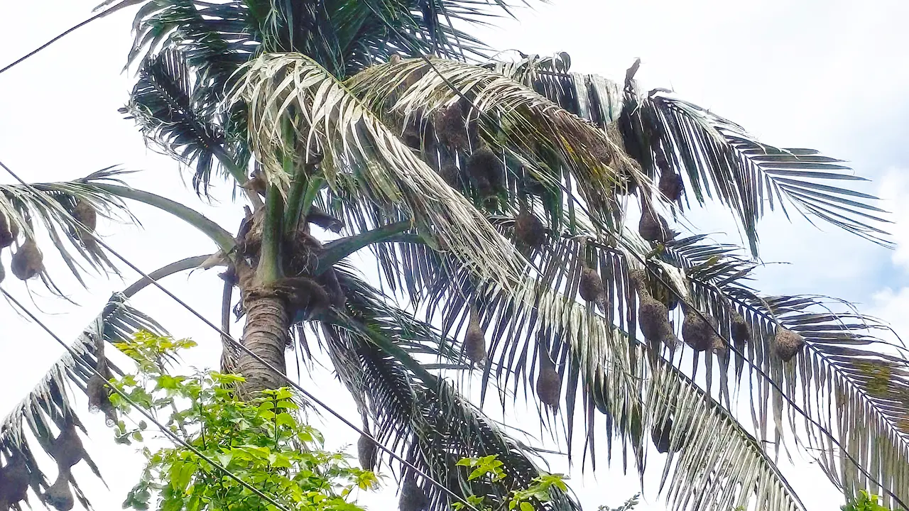 অস্তিত্ব সংকটে ভিন্ন গাছে বাবুই পাখির জোড়াতালির সংসার